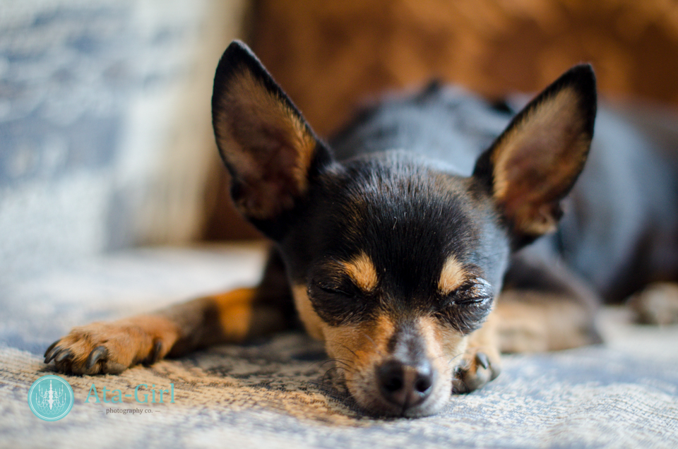 san_antonio_wedding_photographers_atagirl_photographyd7i_1057