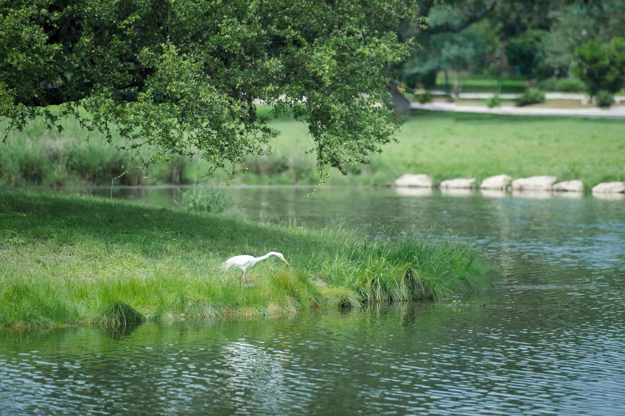 san-antonio-best-wedding-venues-club-at-garden-ridge-_4S13017