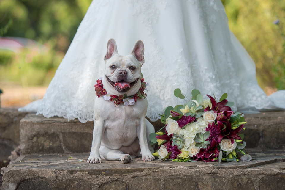 landa library bridal session image closeup picture of bride's dog next to flower bouquet by San Antonio TX Wedding Photographer Tammy Blalock, Ata-Girl Photography Co.